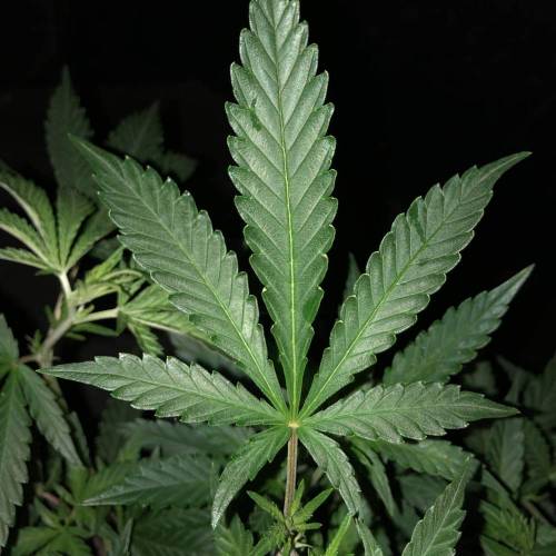 Trainwreck Clones 2020 (V & VI). Week 10