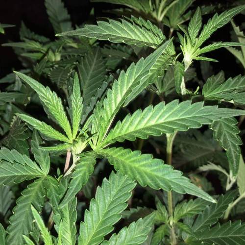 Trainwreck Clones 2020 (V & VI). Week 10