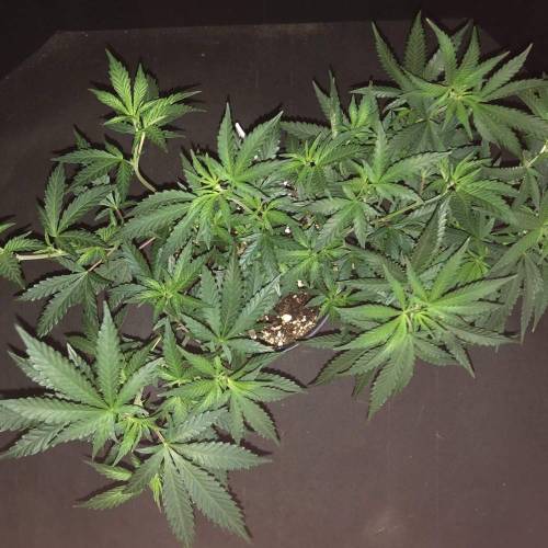 Trainwreck Clones 2020 (V & VI). Week 10