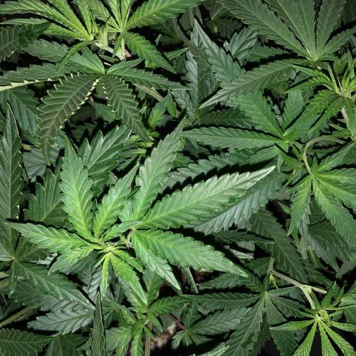 Trainwreck Clones 2020 (V & VI). Week 10