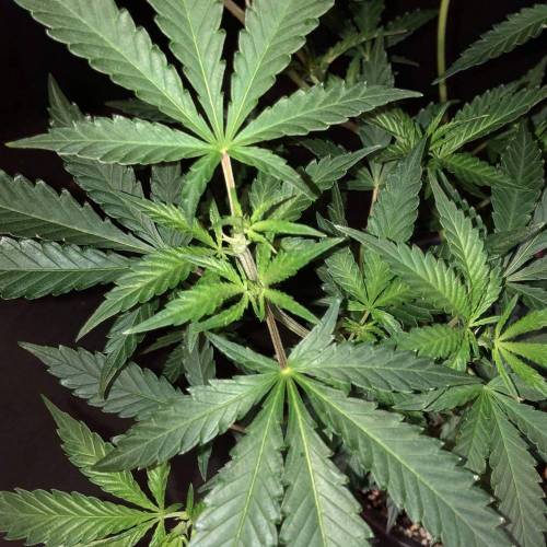 Trainwreck Clones 2020 (V & VI). Week 10