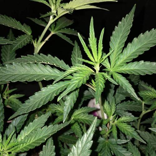 Trainwreck Clones 2020 (V & VI). Week 10