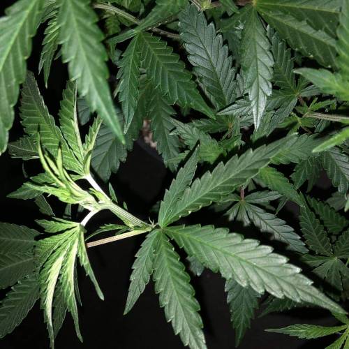 Trainwreck Clones 2020 (V & VI). Week 10