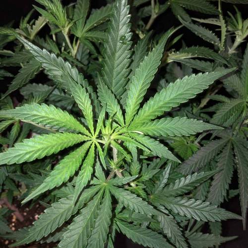 Trainwreck Clones 2020 (V & VI). Week 10