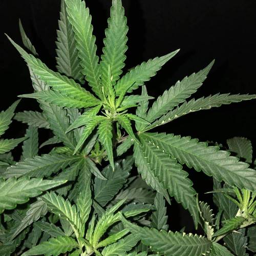 Trainwreck Clones 2020 (V & VI). Week 10