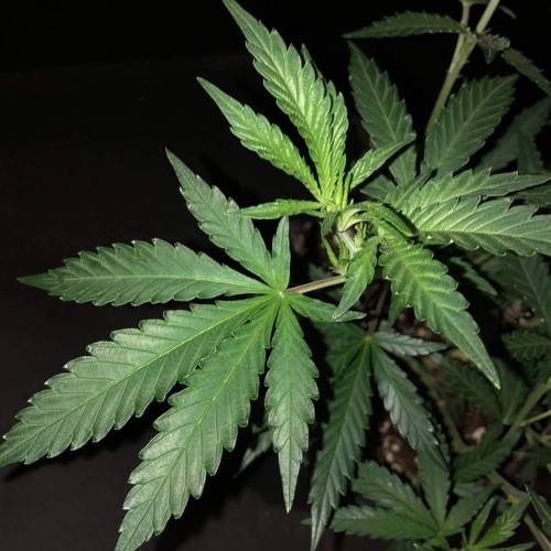 Trainwreck Clones 2020 (V & VI). Week 10