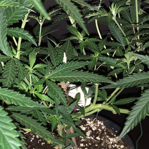 Trainwreck Clones 2020 (V & VI). Week 10