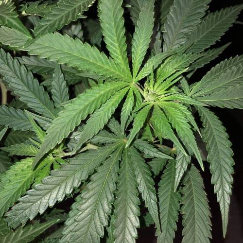 Trainwreck Clones 2020 (V & VI). Week 10