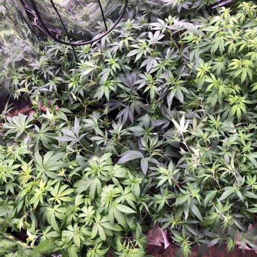 Trainwreck Clones 2020 (V & VI). Week 10