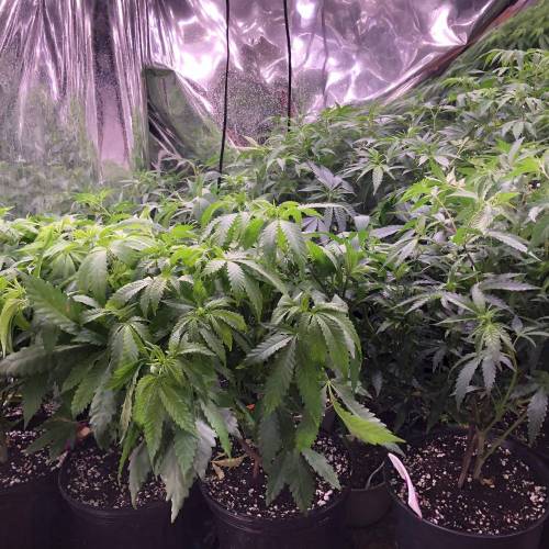 Trainwreck Clones 2020 (V & VI). Week 10