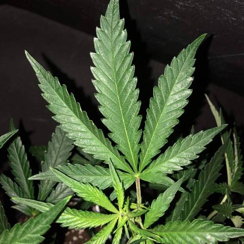 Trainwreck Clones 2020 (V & VI). Week 11