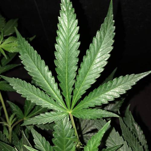 Trainwreck Clones 2020 (V & VI). Week 11