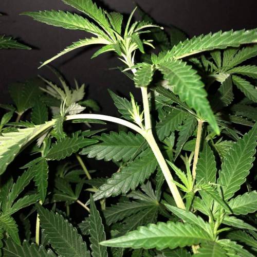 Trainwreck Clones 2020 (V & VI). Week 11