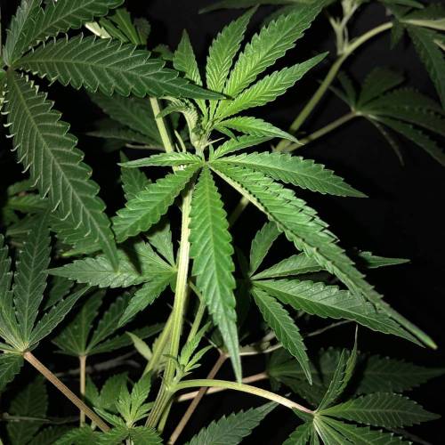 Trainwreck Clones 2020 (V & VI). Week 11