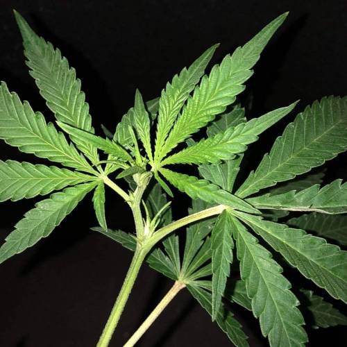 Trainwreck Clones 2020 (V & VI). Week 11