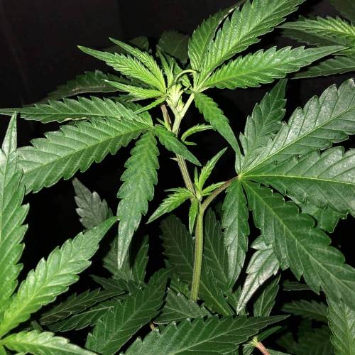 Trainwreck Clones 2020 (V & VI). Week 11