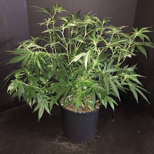 Trainwreck Clones 2020 (V & VI). Week 11