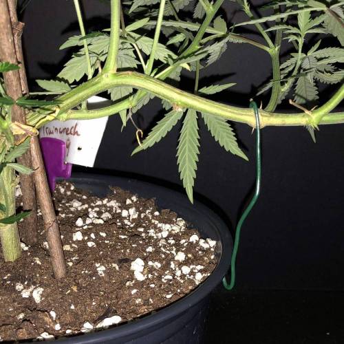 Trainwreck Clones 2020 (V & VI). Week 11