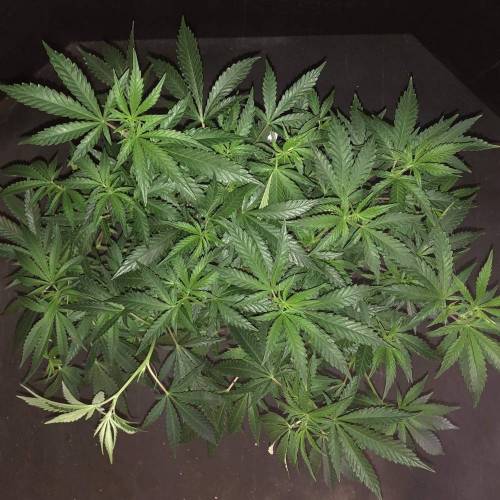 Trainwreck Clones 2020 (V & VI). Week 11