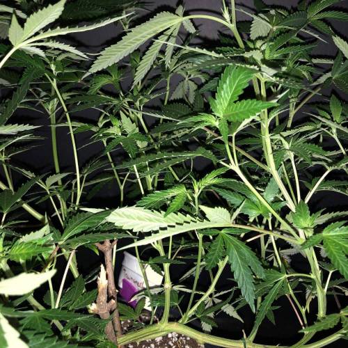 Trainwreck Clones 2020 (V & VI). Week 11