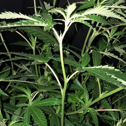 Trainwreck Clones 2020 (V & VI). Week 11