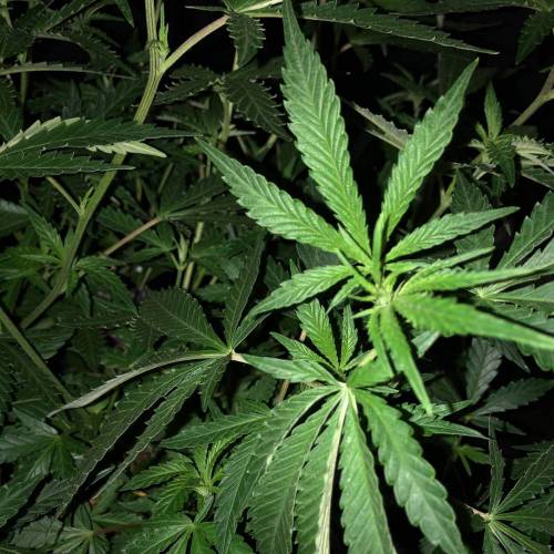 Trainwreck Clones 2020 (V & VI). Week 11