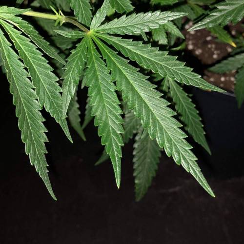 Trainwreck Clones 2020 (V & VI). Week 11