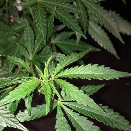 Trainwreck Clones 2020 (V & VI). Week 11