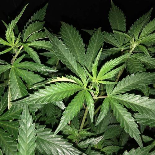 Trainwreck Clones 2020 (V & VI). Week 11