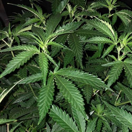 Trainwreck Clones 2020 (V & VI). Week 11