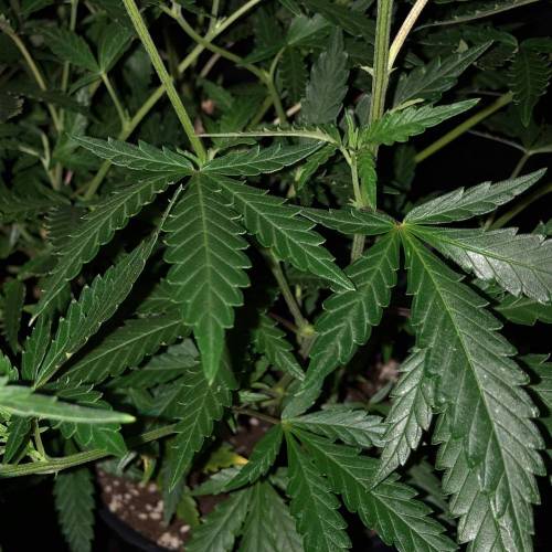 Trainwreck Clones 2020 (V & VI). Week 11