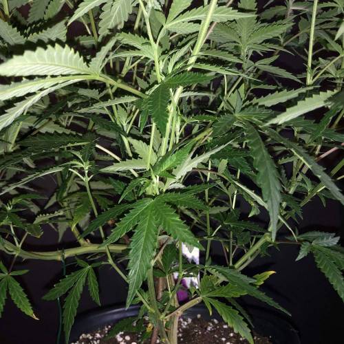 Trainwreck Clones 2020 (V & VI). Week 11