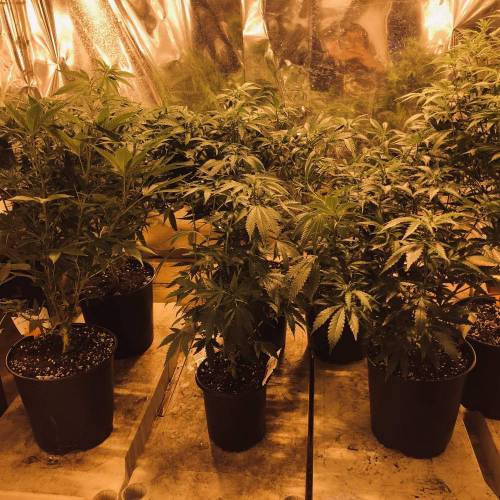 Trainwreck Clones 2020 (V & VI). Week 11