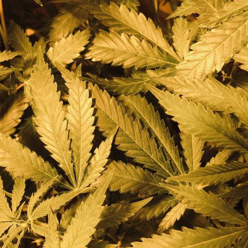 Trainwreck Clones 2020 (V & VI). Week 12