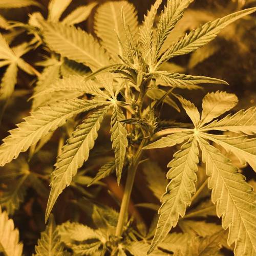 Trainwreck Clones 2020 (V & VI). Week 12