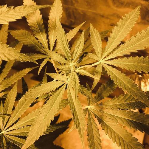 Trainwreck Clones 2020 (V & VI). Week 12