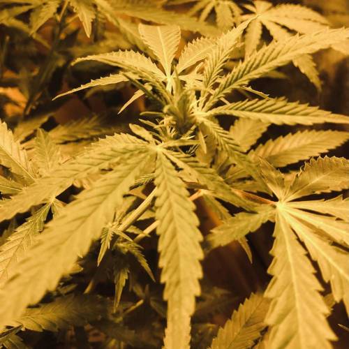 Trainwreck Clones 2020 (V & VI). Week 12