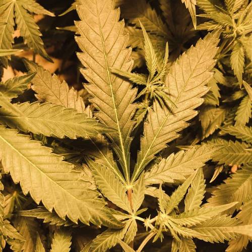 Trainwreck Clones 2020 (V & VI). Week 12