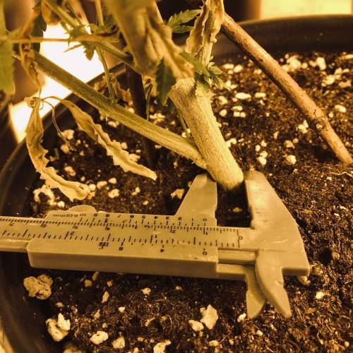 Trainwreck Clones 2020 (V & VI). Week 12