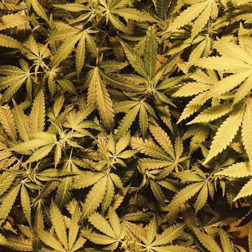 Trainwreck Clones 2020 (V & VI). Week 12