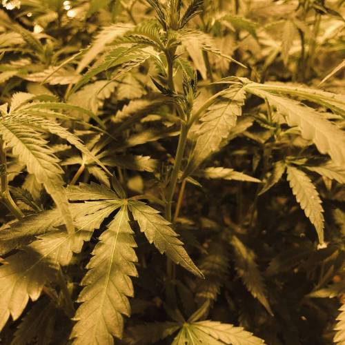 Trainwreck Clones 2020 (V & VI). Week 12