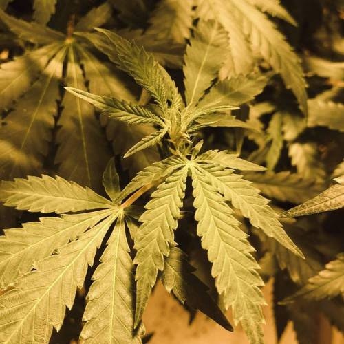 Trainwreck Clones 2020 (V & VI). Week 12