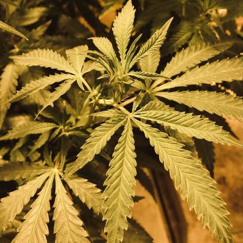 Trainwreck Clones 2020 (V & VI). Week 12