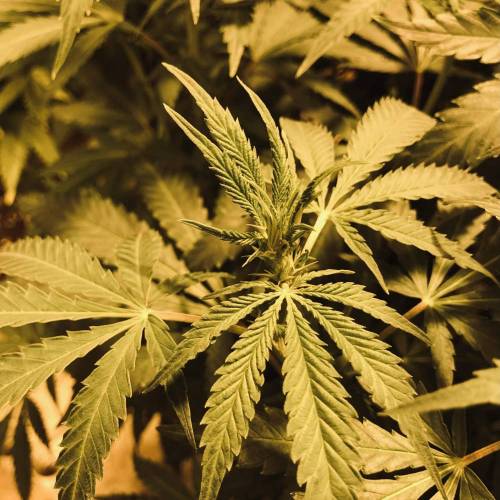 Trainwreck Clones 2020 (V & VI). Week 12