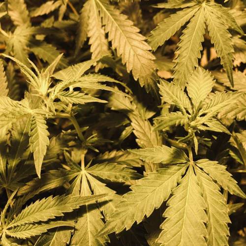 Trainwreck Clones 2020 (V & VI). Week 12