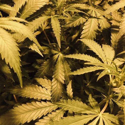 Trainwreck Clones 2020 (V & VI). Week 12