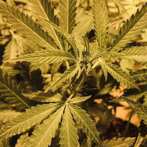 Trainwreck Clones 2020 (V & VI). Week 12