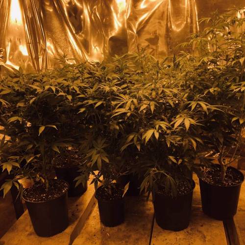 Trainwreck Clones 2020 (V & VI). Week 12