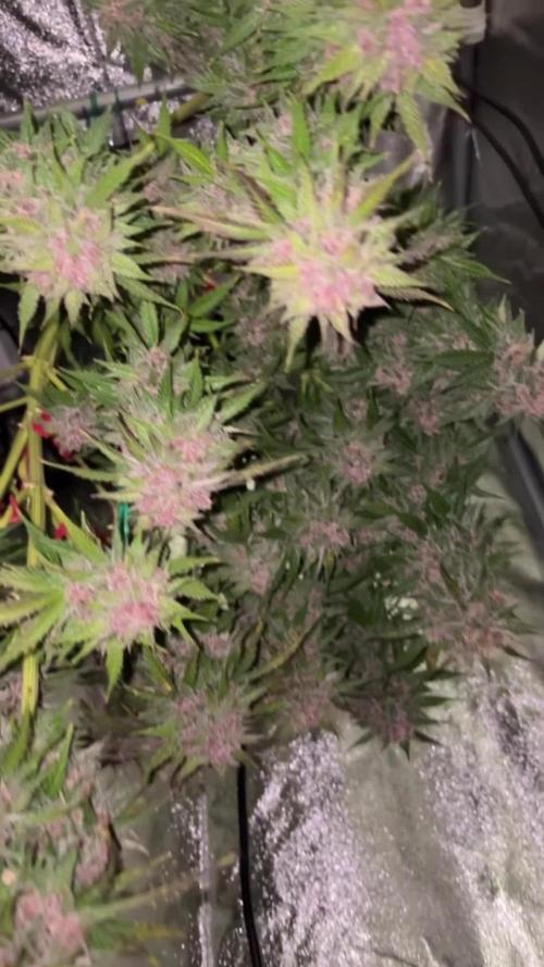 SFV OG auto (Dutch Passion)