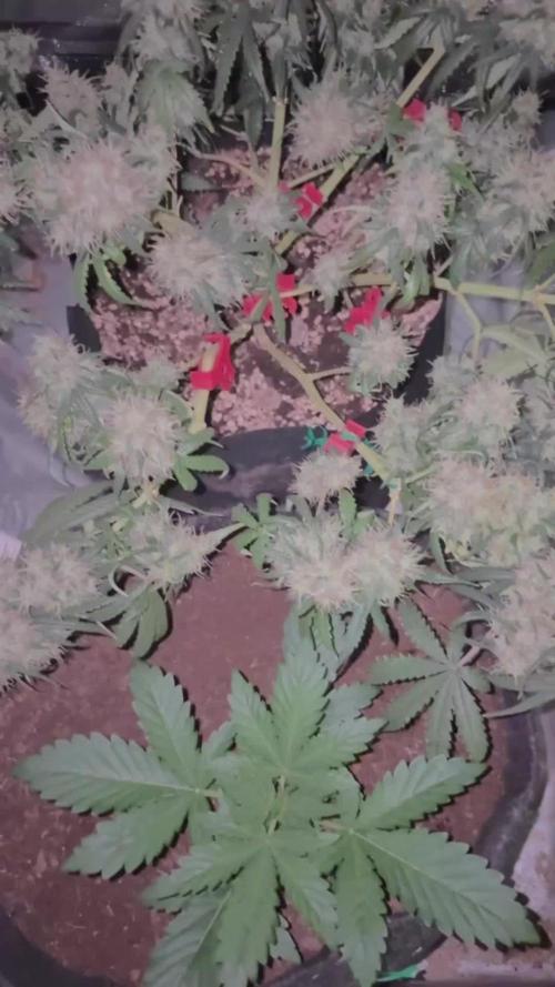 Lemon AK (fastbuds)